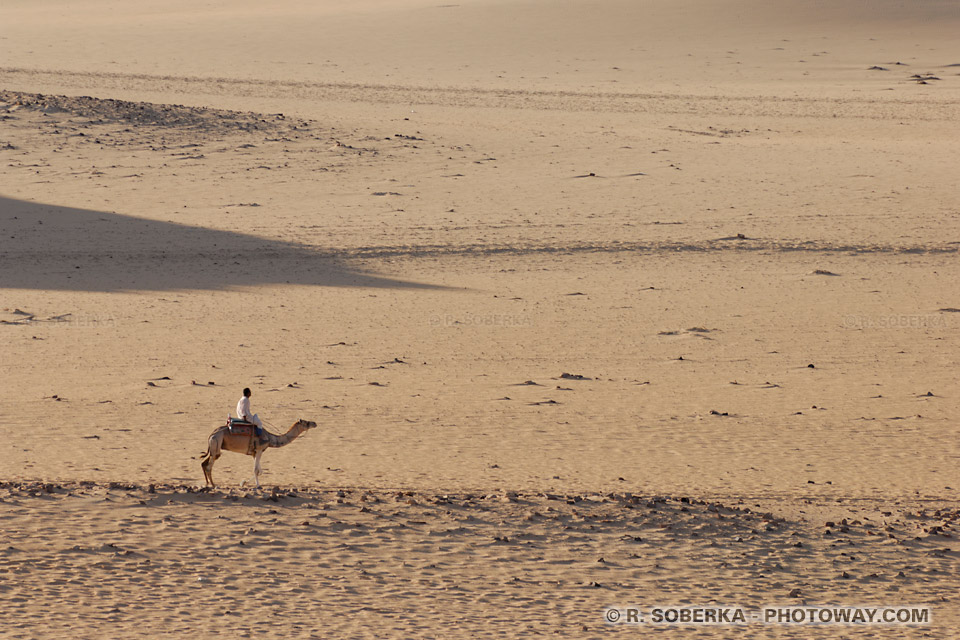 dromedary in desert