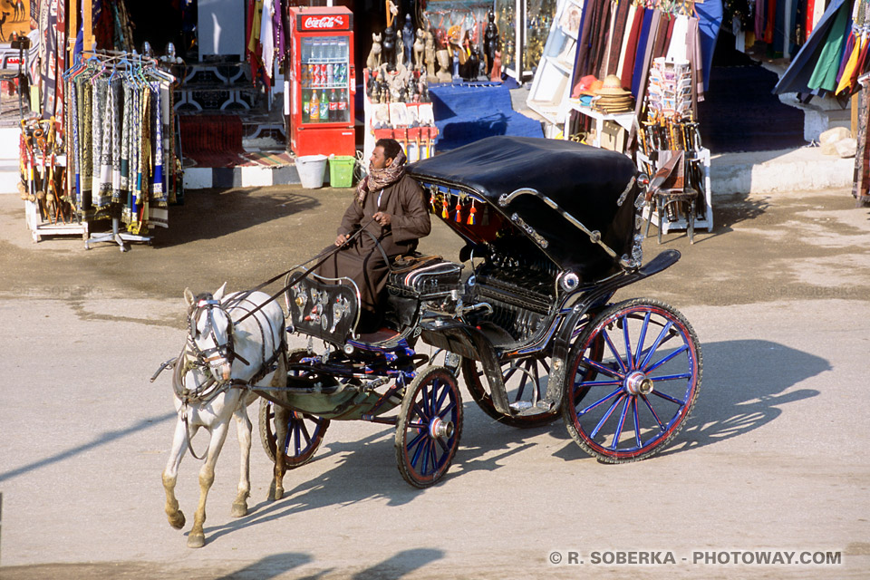 carriage transport in Egypt