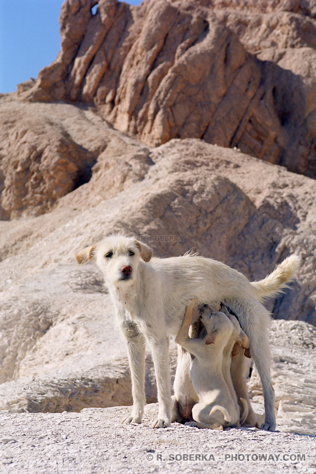 wild puppies nursing