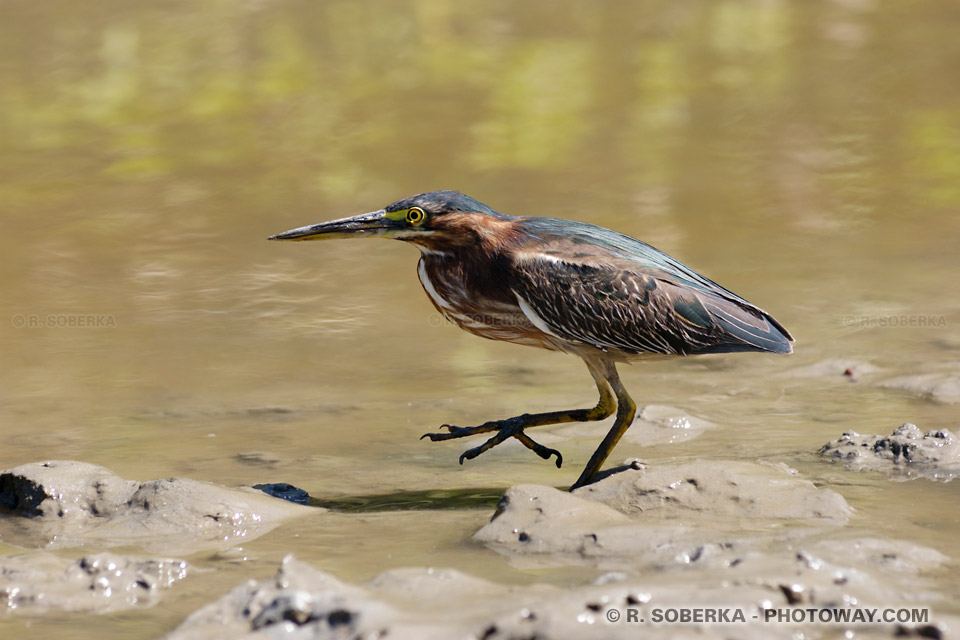 Heron Photos - Photo of the Green Heron or Caïlai