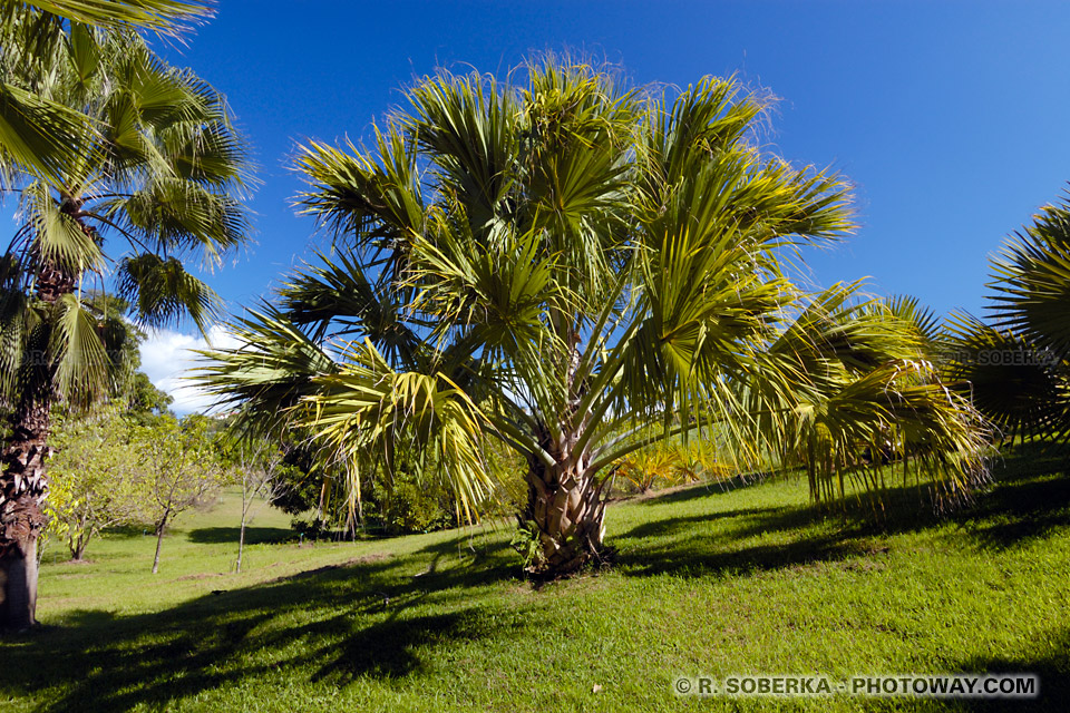 Tropical Orchards