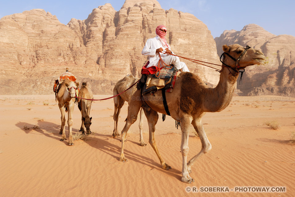 Camels in the Wadi Rum Desert in Jordan