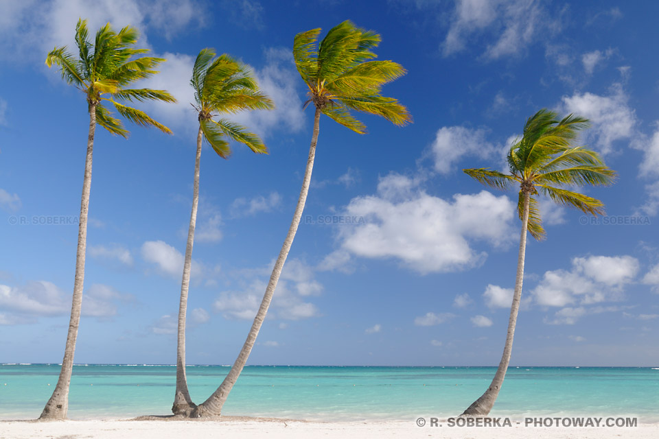 Coconut Trees at Punta Cana