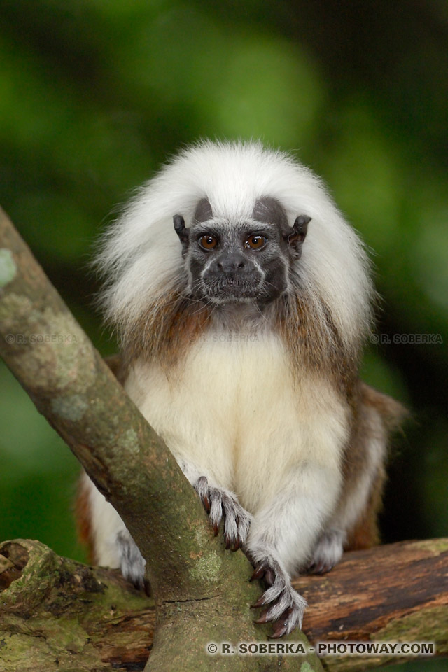 Tamarin Monkey