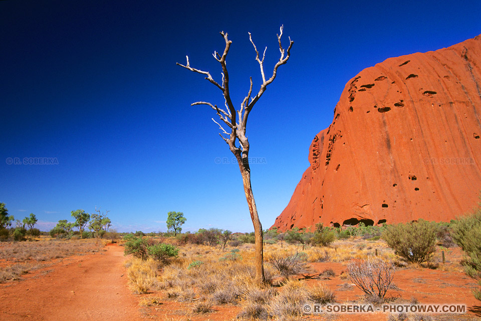 Dead Tree - Desert in Australia