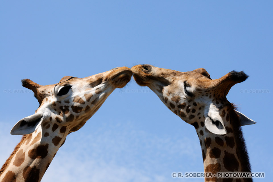 Giraffes Kissing