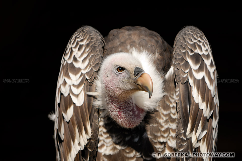 Griffon Vulture