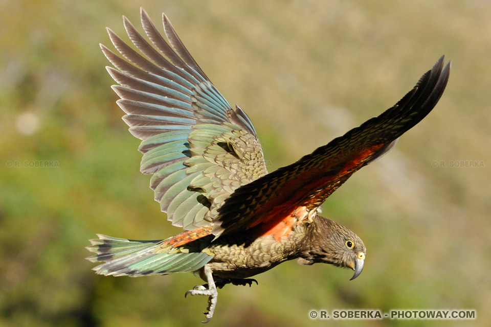 Nestor Kea bird flying