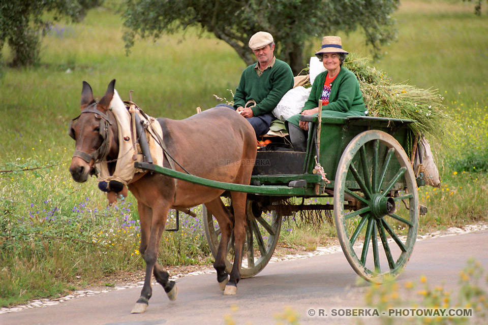 Portuguese Farmers in a horse-drawn cart