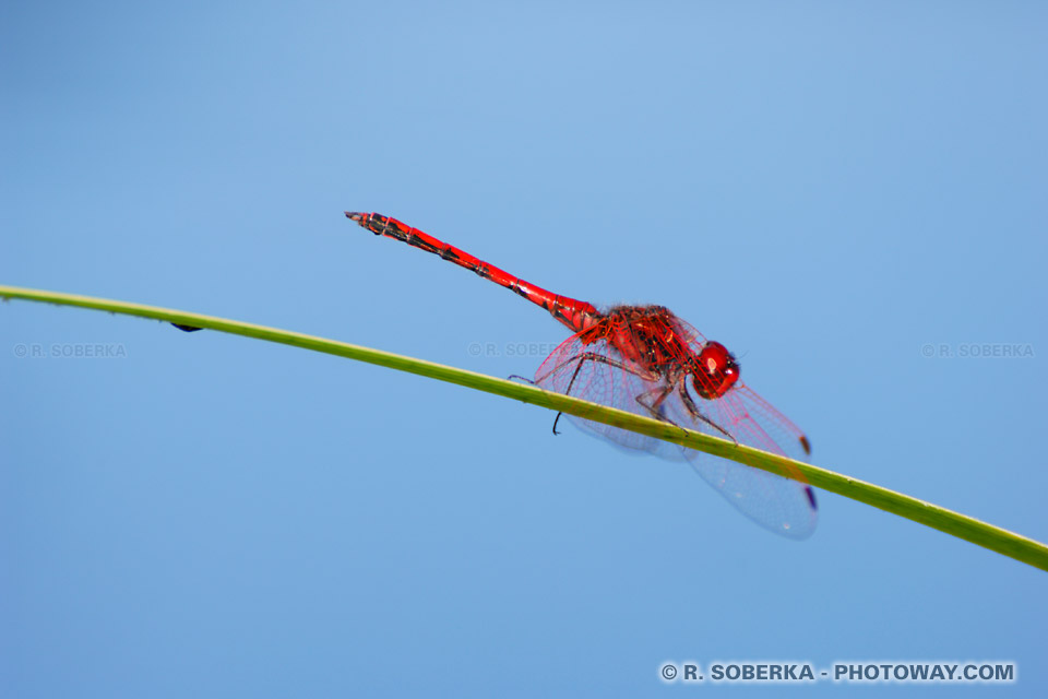 Red Dragonfly