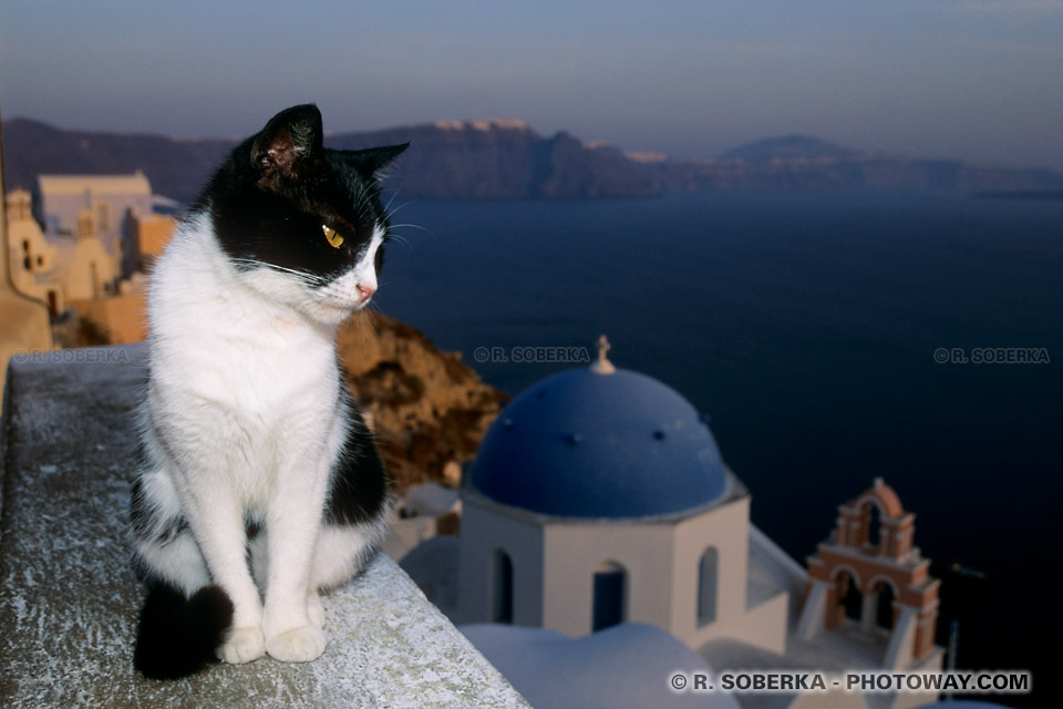 Santorini Cat