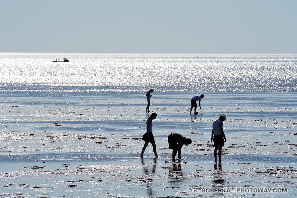 Silhouettes collecting shells - Ronce-les-Bains