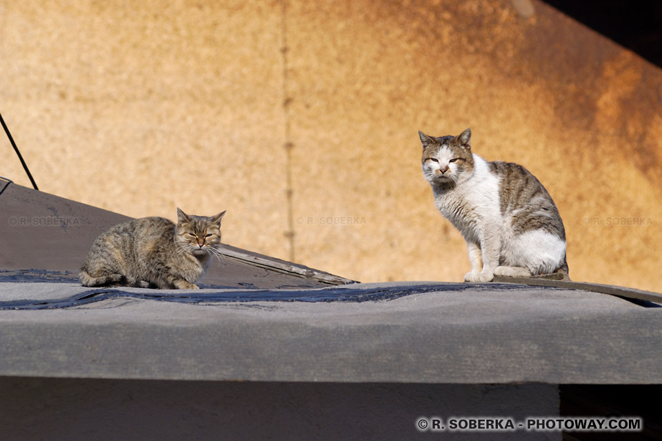 Feral cats - Photos of cats on rooftops in Romania