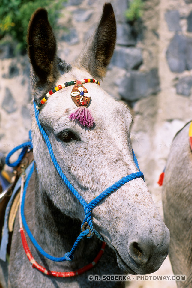 Small donkey in Santorini