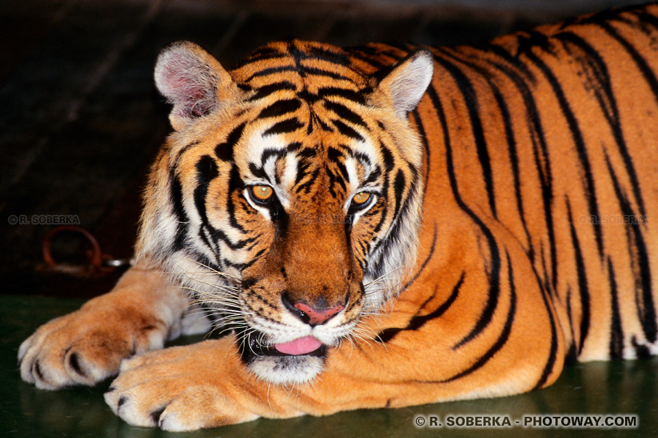 Image Photos tigers - Bengal Tiger Photos