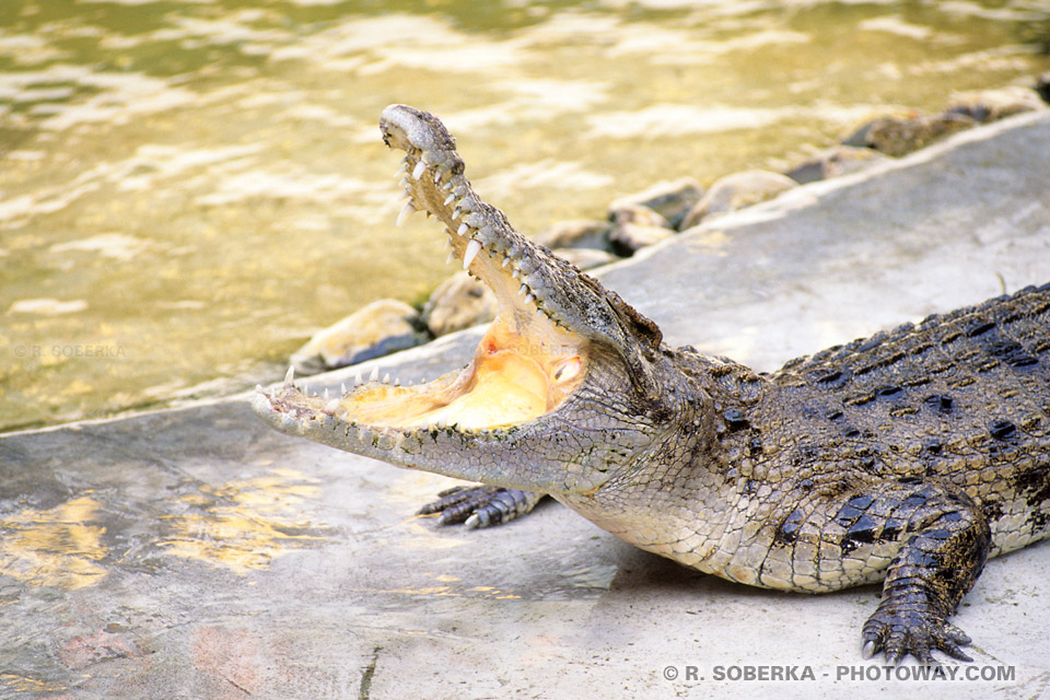 Images Photos of Crocodile - Crocodile Breeding Farm Thailand