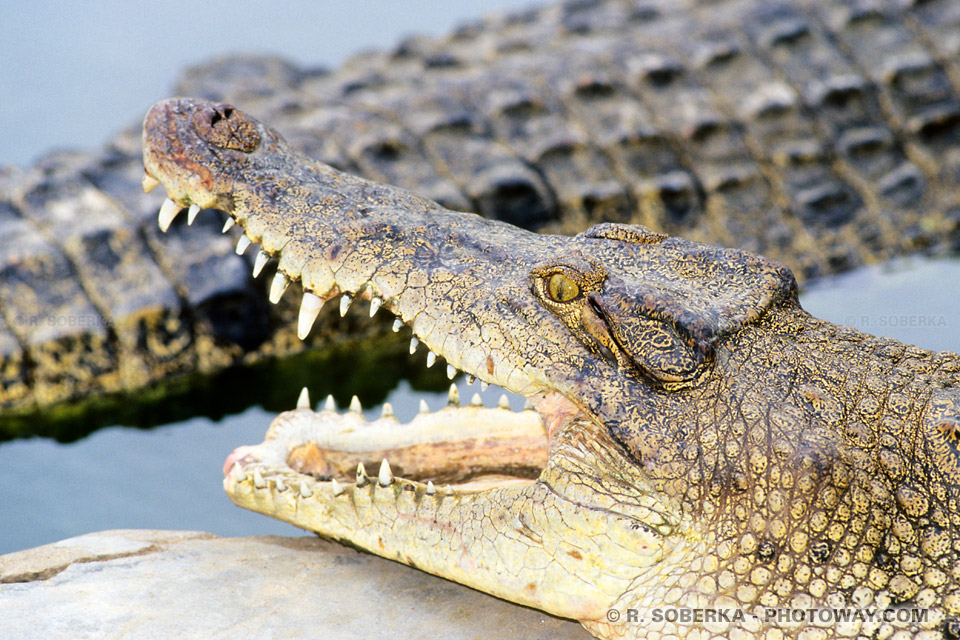 Crocodile head photo in Breeding Farm Thailand