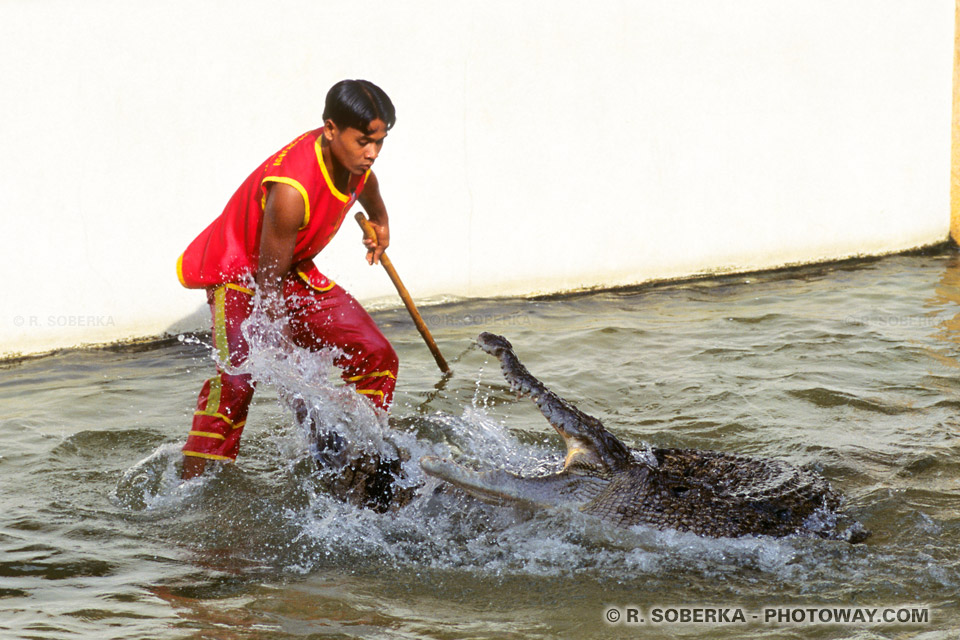 Image Photos of Thais at the Crocodile Breeding Farm in Thailand