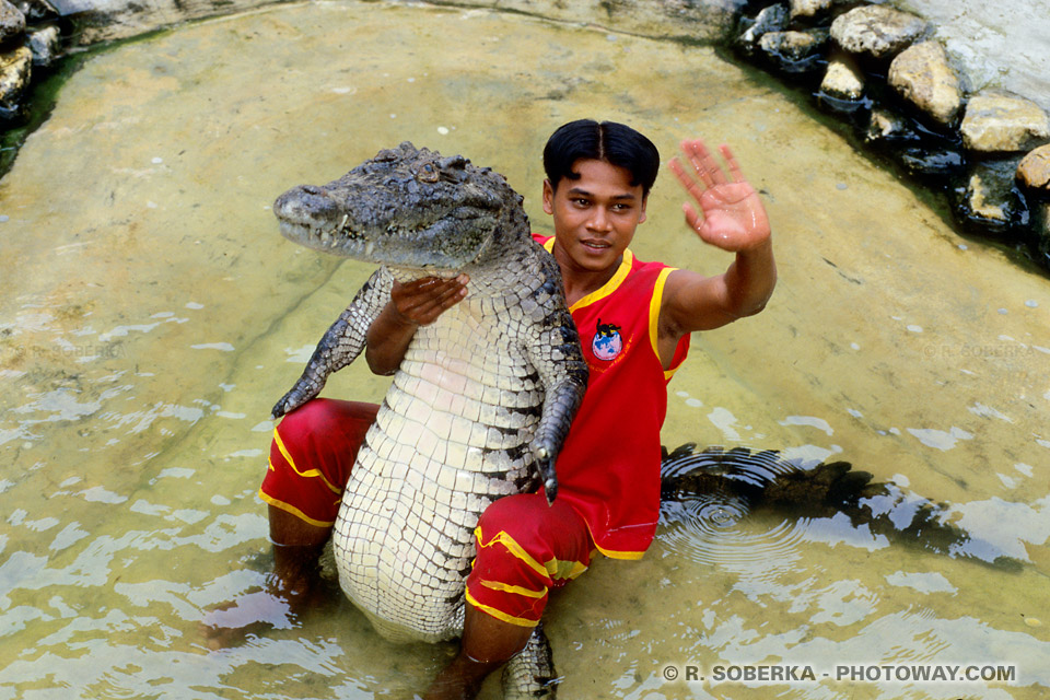 Photos of Crocodile Shows in Thailand - Crocodile Farm Photos