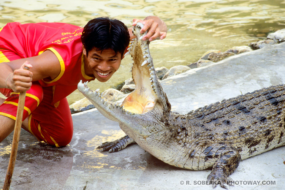 Photos head inside a crocodile's mouth show images Thailand