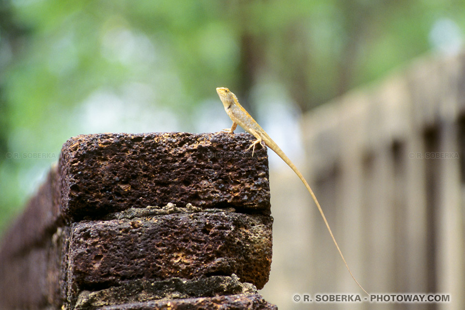 Image and Photos of Lizards - Photo of a Lizard on a Wall - Lizard Photos