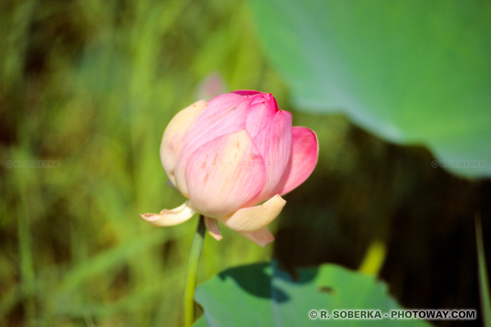 Image Photos of Lotus Flower - Lotus Flower Images