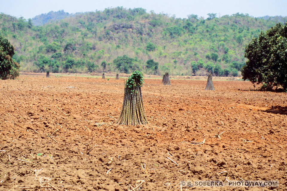 Image Photos of Countryside Dry Season in Asia, Thailand