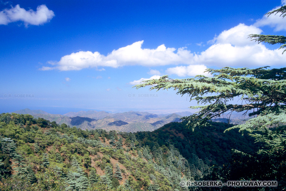 Montagnes Troodos - Chypre