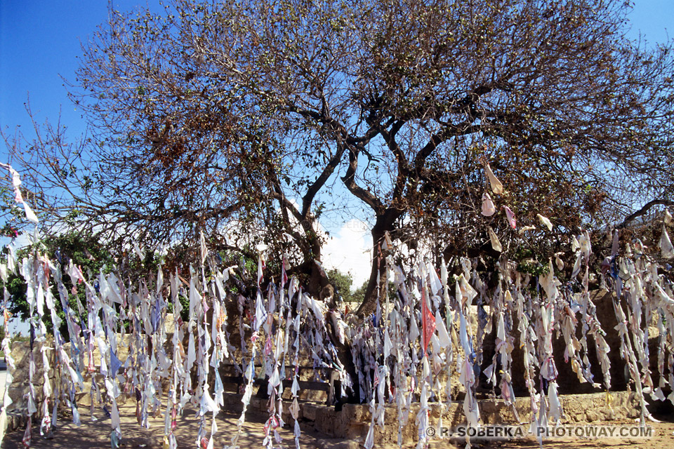 Arbre aux catacombes d'Ayia Solomon