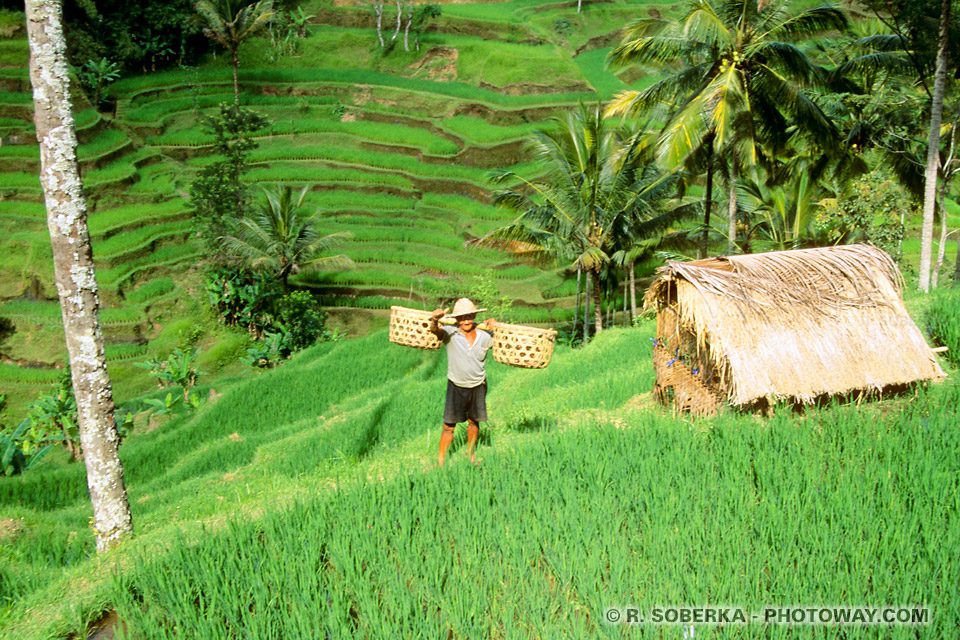 Photo d'un fermier dans les rizières à Bali