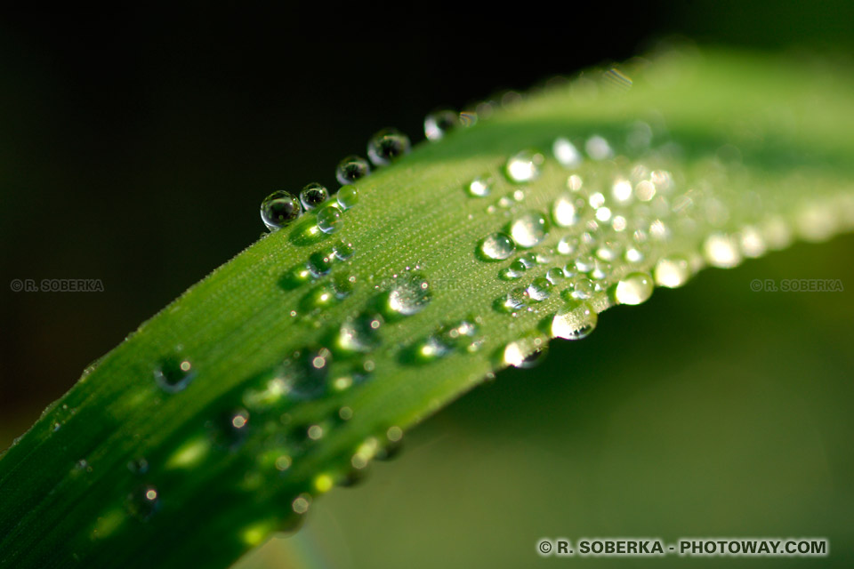 Rosée sur feuille