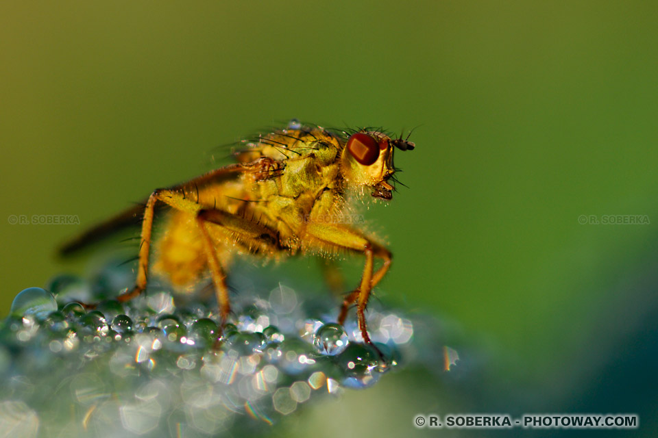 Mouche à merde