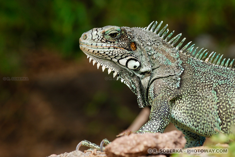 Iguane vert